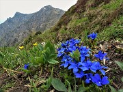 87 Bouquet di genzianelle di primavera (Gentiana verna) con vista in Cancervo al sole